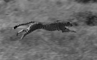 A cheetah at full stretch, in black and white